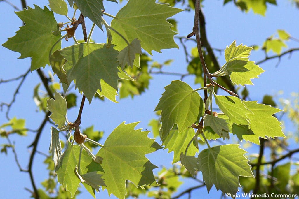 Platane (Platanus hispanica), schnellwachsende Bäume