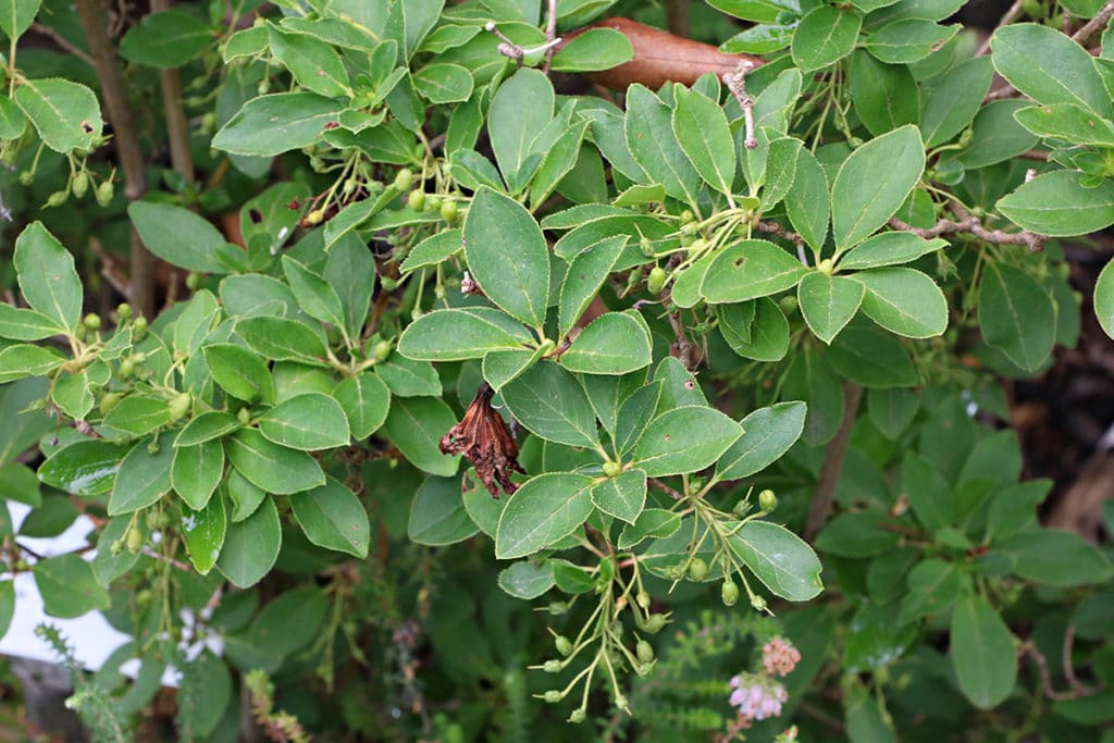 Prachtglocke (Enkianthus campanulatus)