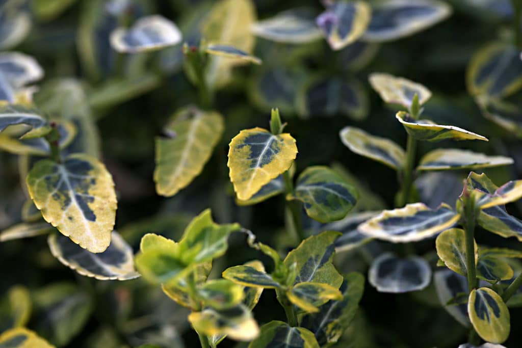 Purpur-Kriechspindel (Euonymus fortunei), Schattengehölze