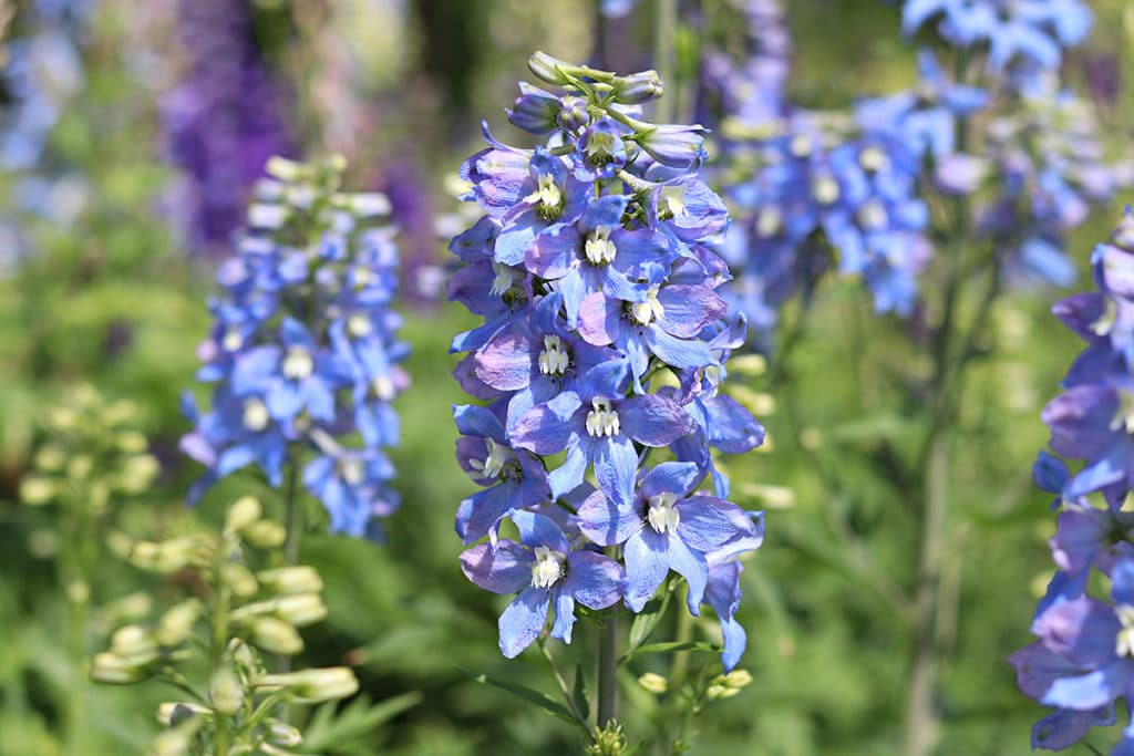 Rittersporn (Delphinium), Pflanzen schneiden