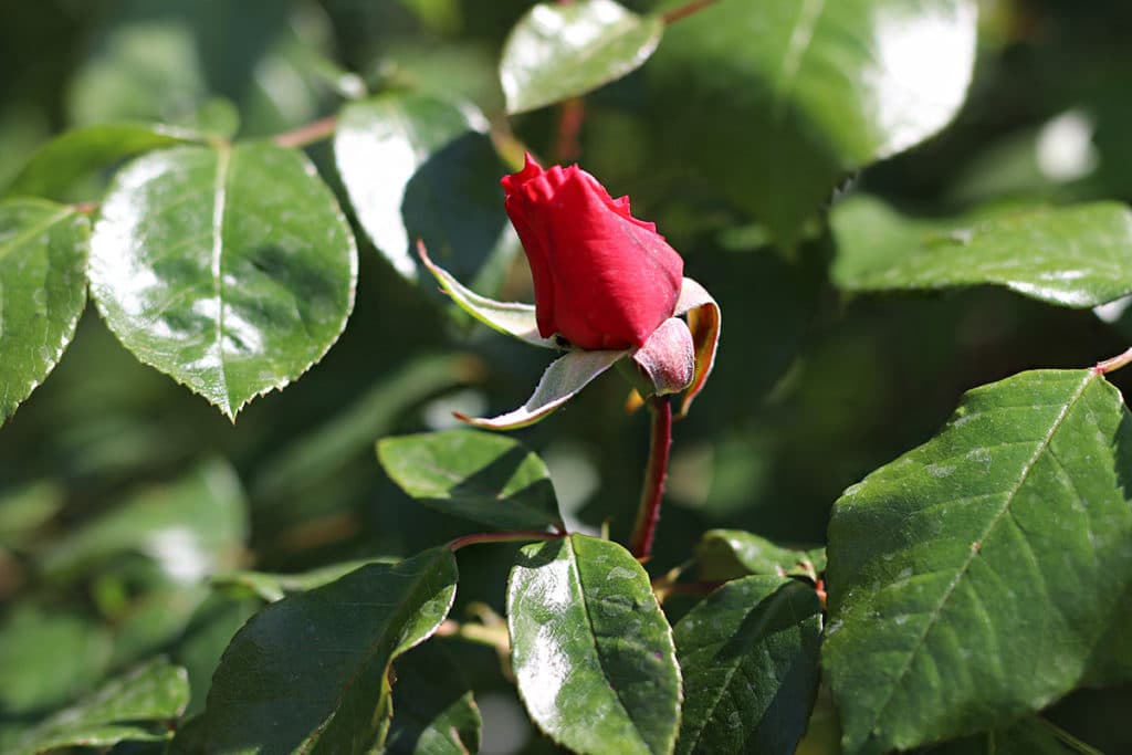 Rose, Sommer Blumen