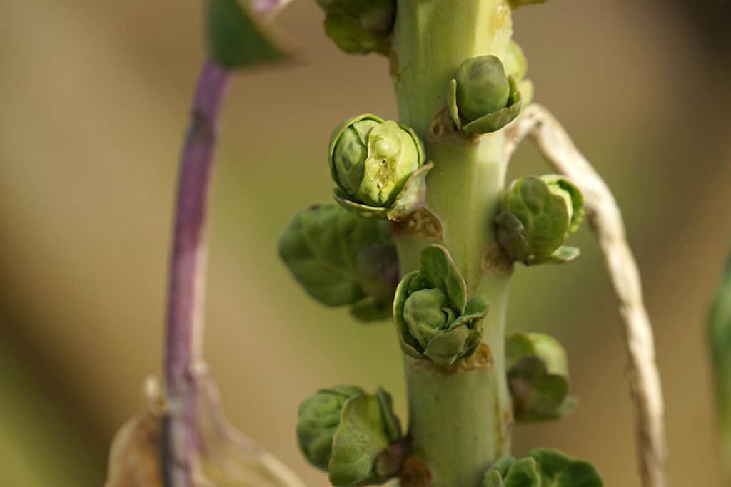 Rosenkohl – Brassica oleracea var. Gemmifera