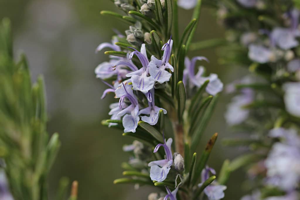 Rosmarin (Rosmarinus officinalis)