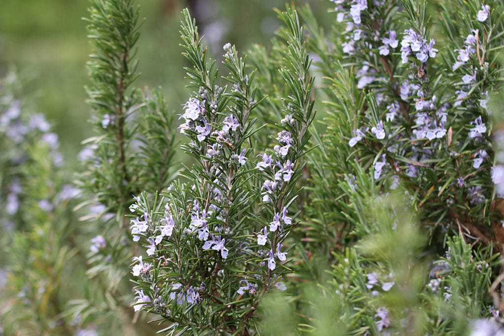 Rosmarinblüten, Begleitpflanzen Lavendel