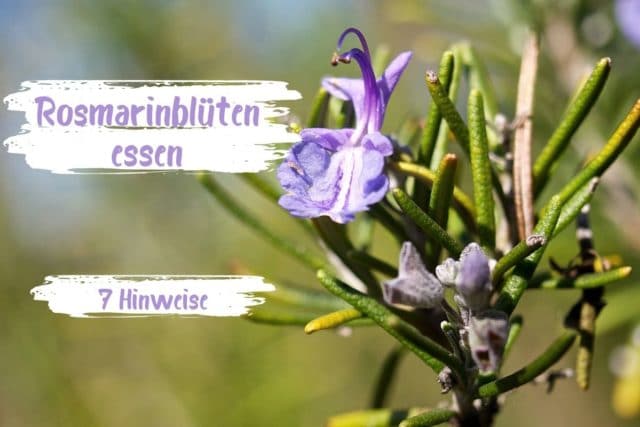 Rosmarinblüten