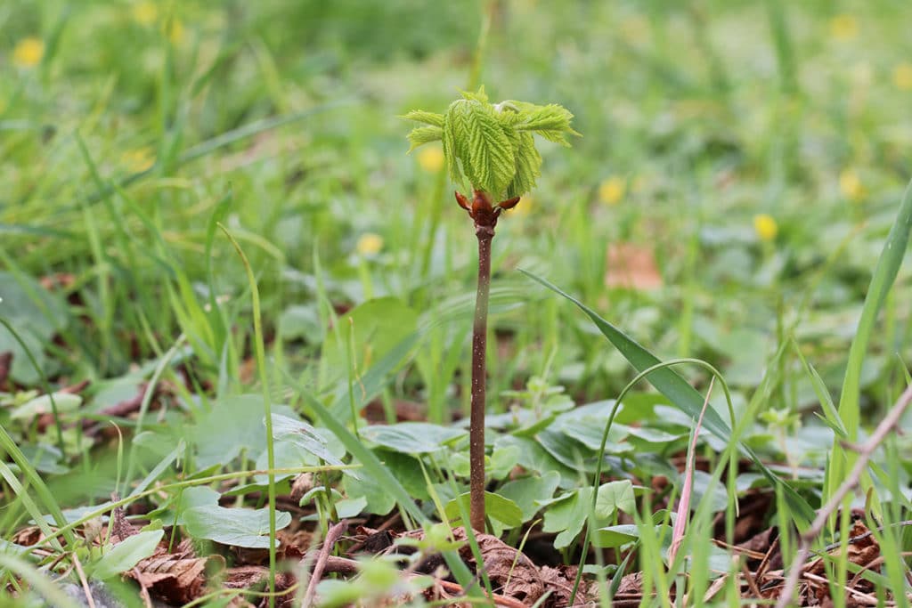 Rosskastanien (Aesculus hippocastanum),Kastanienbaum ziehen