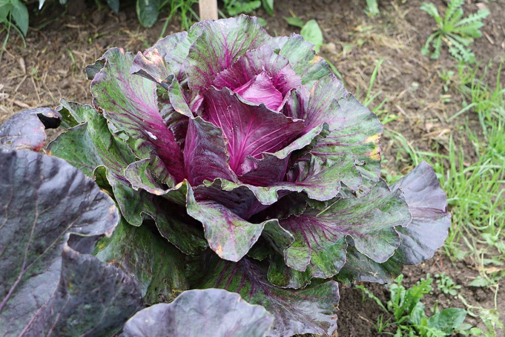 Rotkohl – Brassica oleracea convar. capitata var. rubra L., Wintergemüse