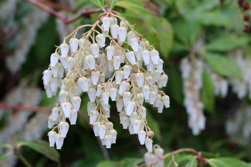 Schattenglöckchen - Pieris japonica