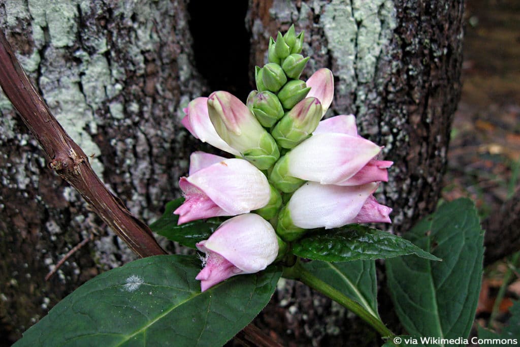 Schlangenkopf (Chelone), Pflanzen schneiden