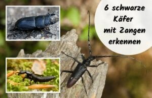 Schwarze Käfer mit Zangen