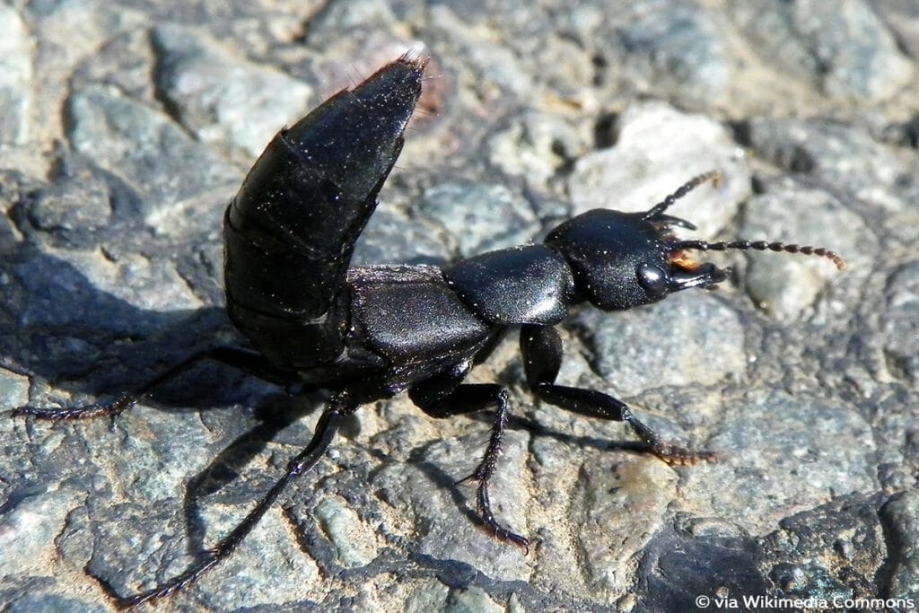 Schwarzer Moderkäfer (Ocypus olens), schwarzer Käfer