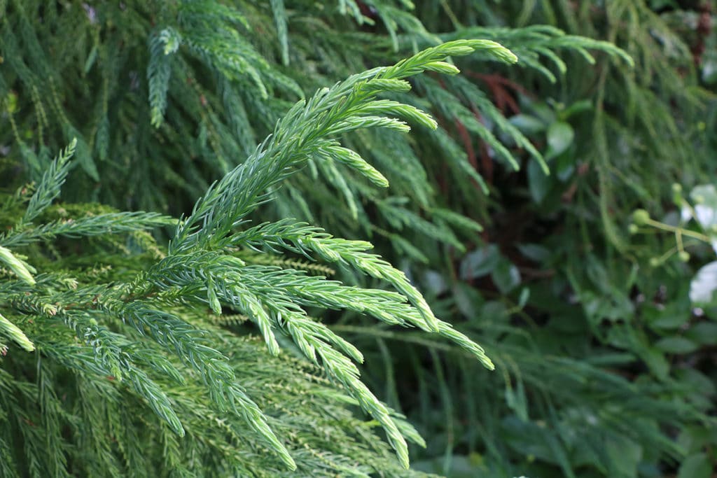 Sicheltanne (Cryptomeria japonica), Schattenspender