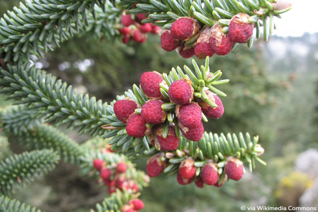 Spanische Tanne (Abies pinsapo)