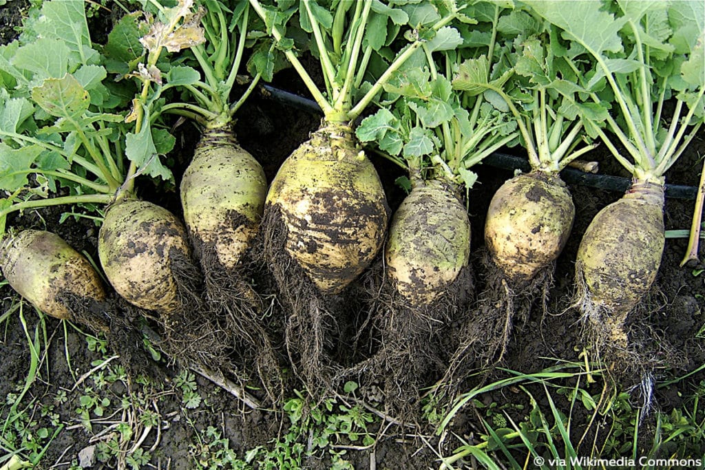 Wintergemüse, Steckrüben - Brassica napobrassica