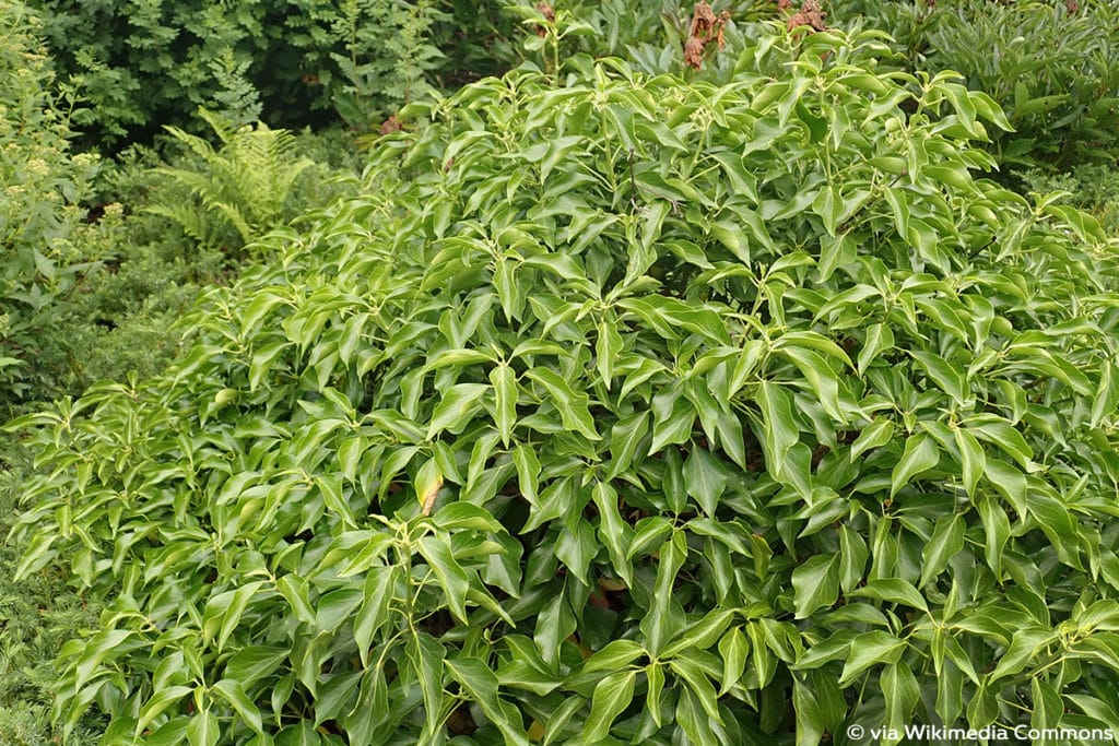 Strauch-Efeu (Hedera helix ‚Arborescens‘)