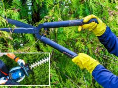 Thuja-Hecke schneiden