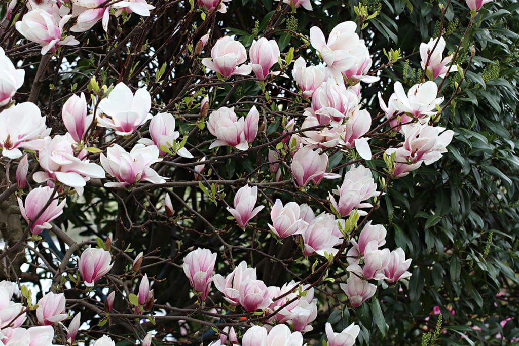 Tulpenmagnolie (Magnolia × soulangeana) schneiden