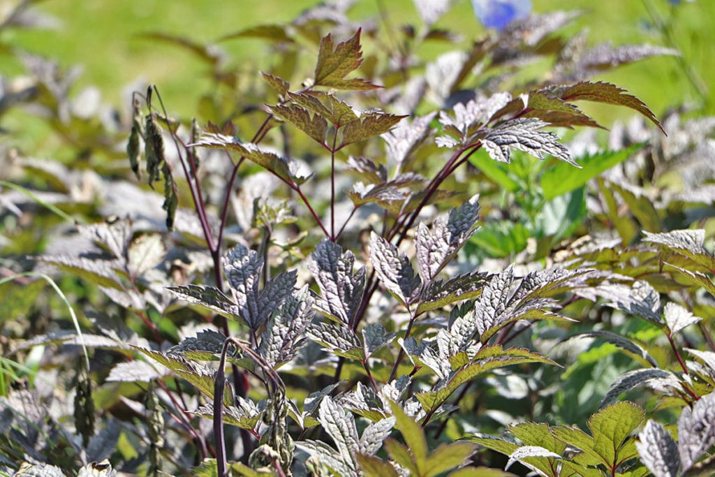 Weißdorn (Crataegus laevigata)