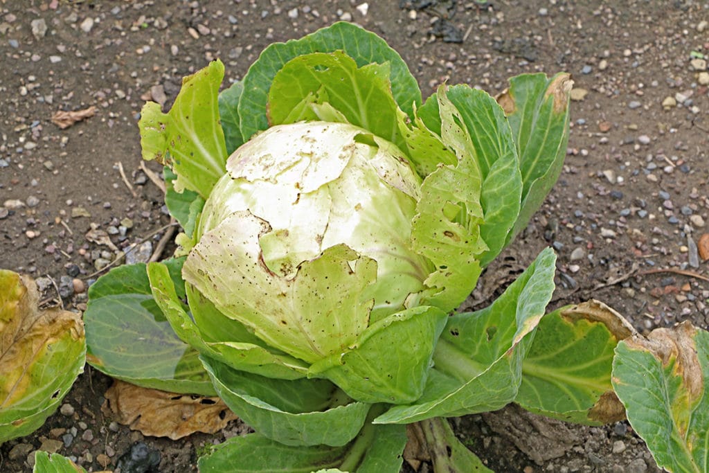 Weißkohl – Brassica oleracea var. capitata f. alba