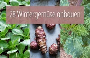 Wintergemüse anbauen