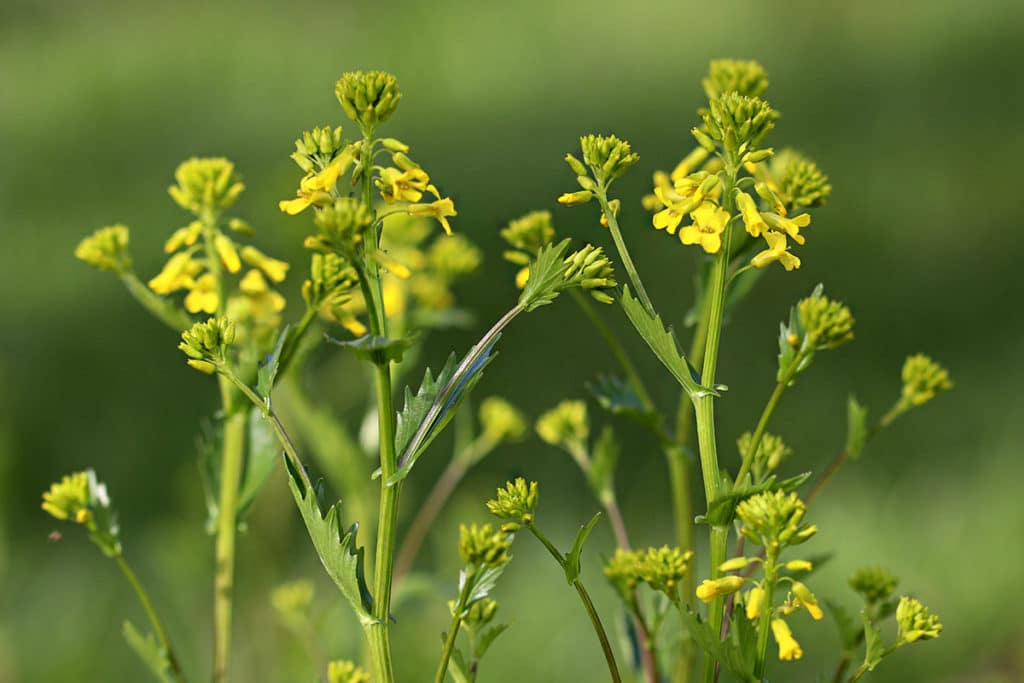 Winterkresse – Barbarea vulgaris