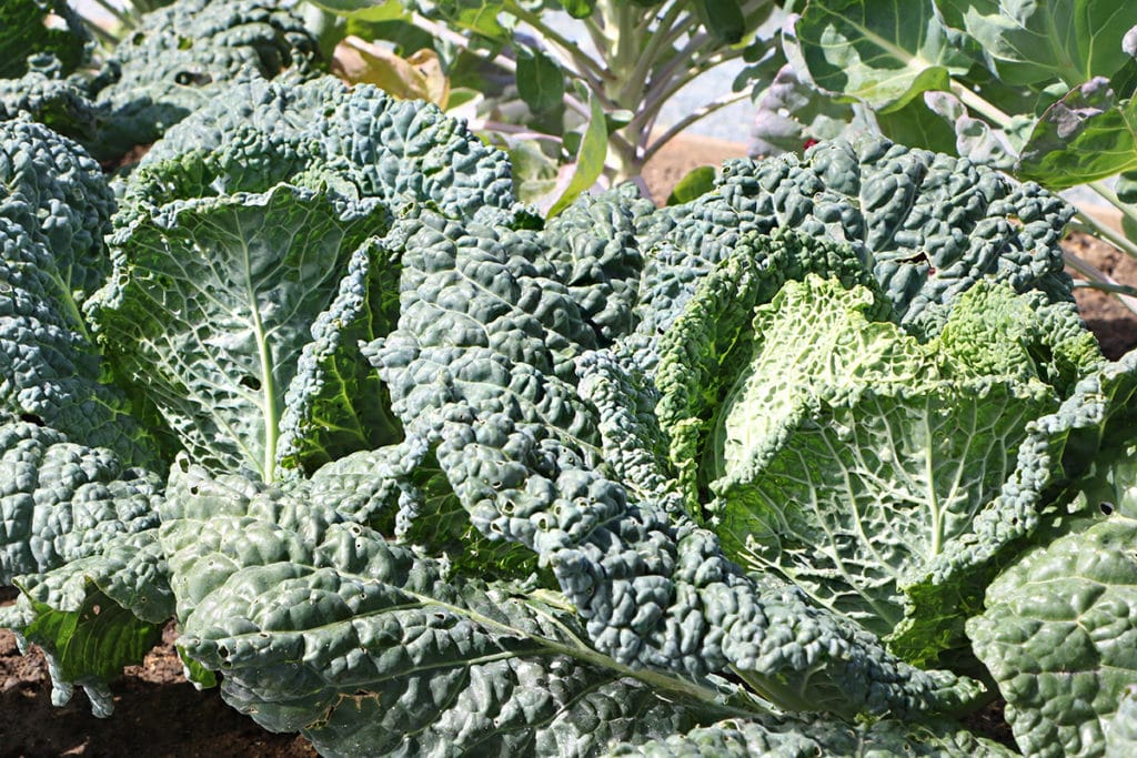 Wirsing – Brassica oleracea convar. capitata var. sabauda L