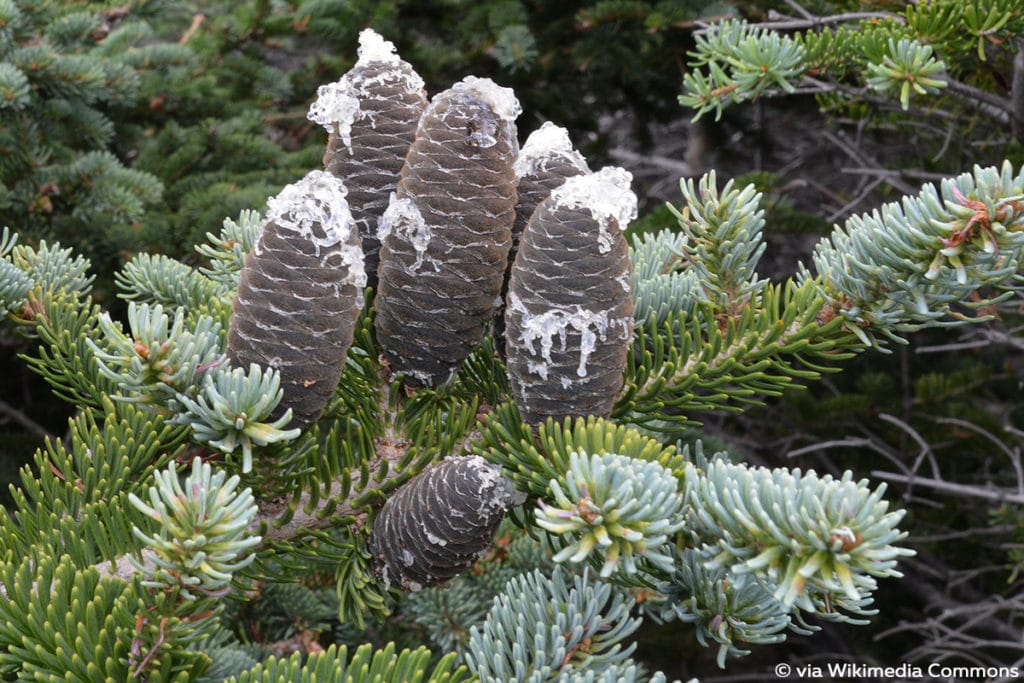 Zwerg-Balsamtanne (Abies balsamea 'Nana')