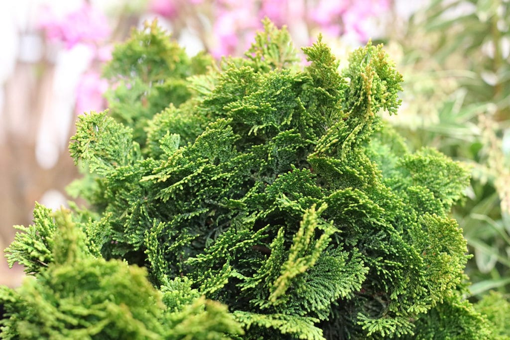 Zwerg-Muschelzypresse (Chamaecyparis obtusa 'Nana Gracilis')