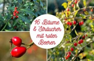 Bäume und Sträucher mit roten Steinen