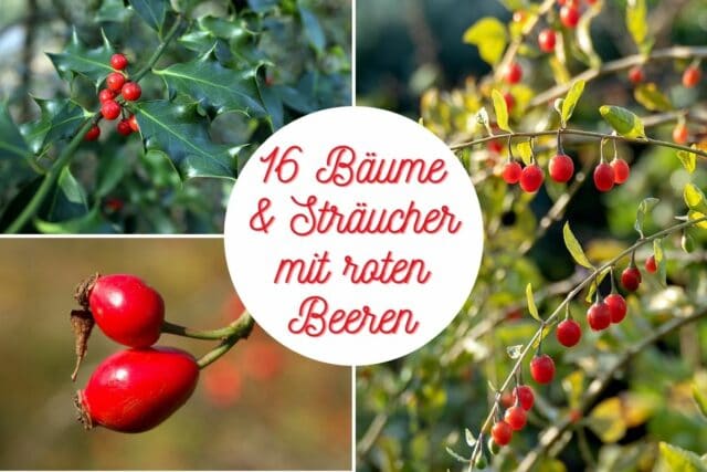 Bäume und Sträucher mit roten Steinen