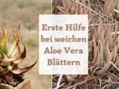 Weiche Blätter Aloe Vera