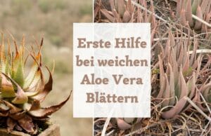 Weiche Blätter Aloe Vera