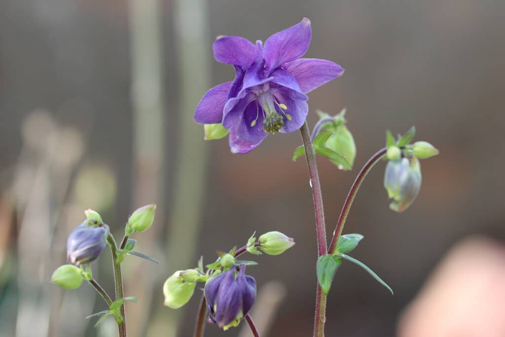 Akelei (Aquilegia), Schattenblume