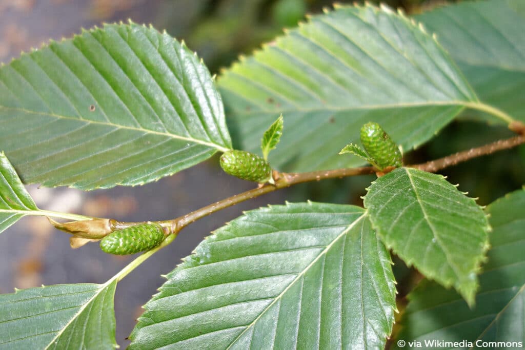 Alnus firma, Erlenblatt