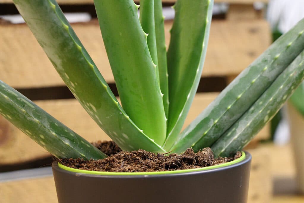 Aloe vera gesund