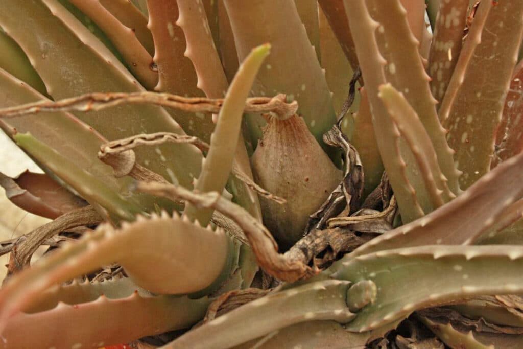 Aloe braun