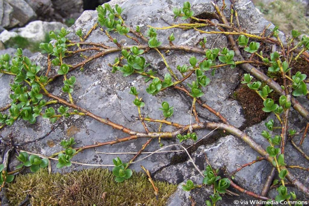 Alpen-Weide (Salix alpina)