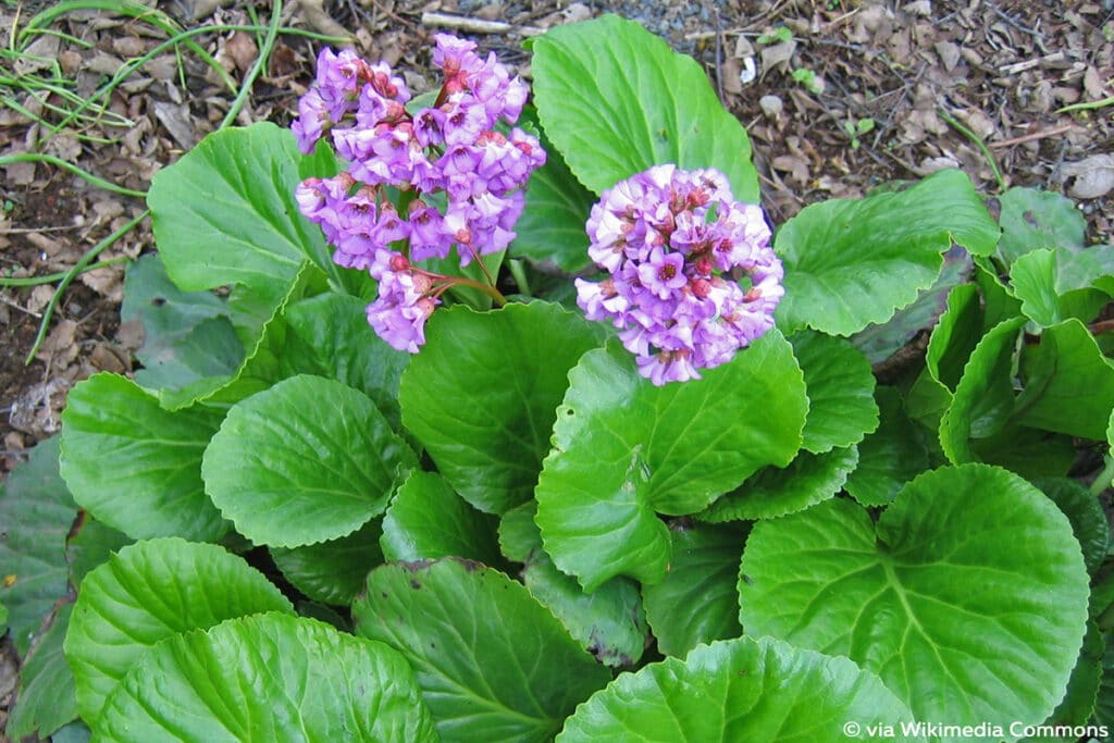 Altai-Bergenie (Bergenia cordifolia), Schattenblume