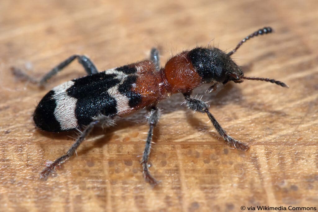 Ameisenbuntkäfer (Thanasimus formicarius), Borkenkäfer Feinde