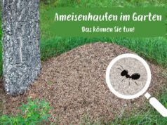 Ameisenhaufen im Garten