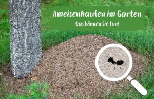Ameisenhaufen im Garten