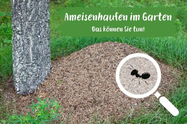 Ameisenhaufen im Garten