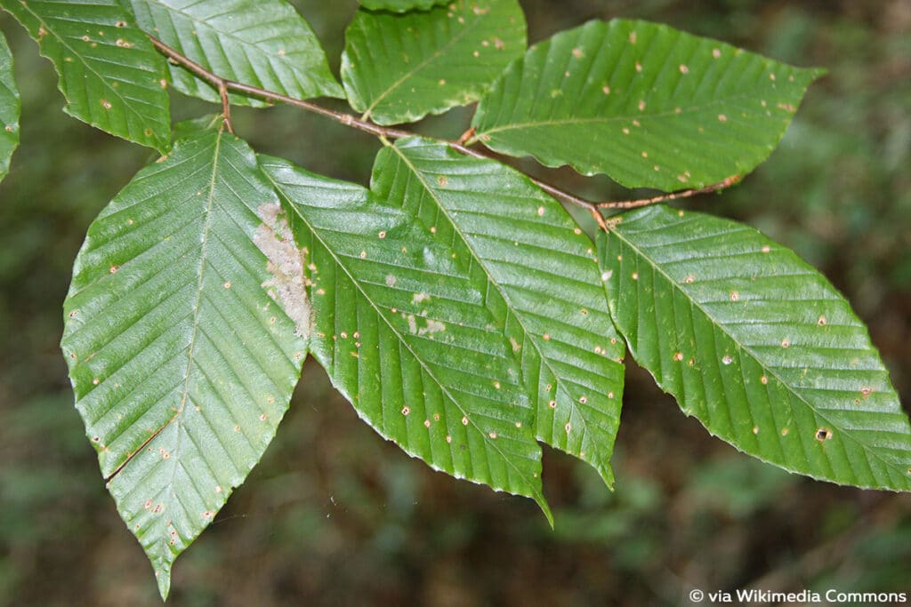 Amerikanische Buche (Fagus grandifolia), Buchenblatt