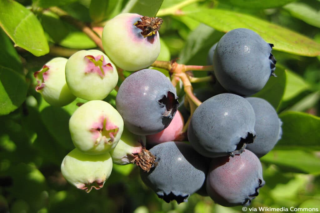 Kultur-Heidelbeere (Amerikanische Heidelbeere, bot. Vaccinium corymbosum), blaue Beeren