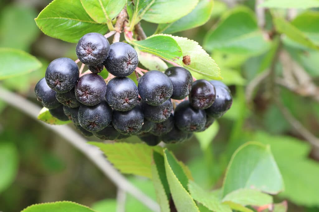 Aronia, Beeren