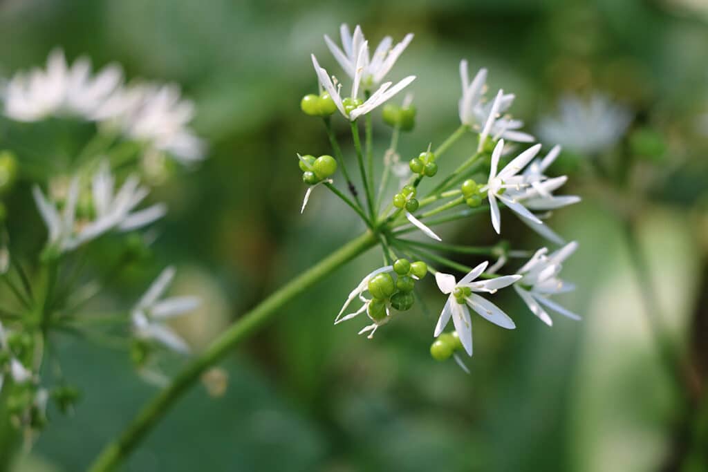 Bärlauch, weiße Blüten