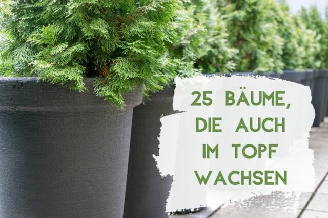 Bäume für Topf und Kübel