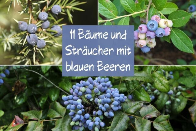 blaue Beeren