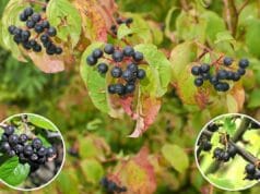 19 Bäume und Sträucher mit schwarzen Beeren Bäume und Sträucher mit schwarzen Beeren