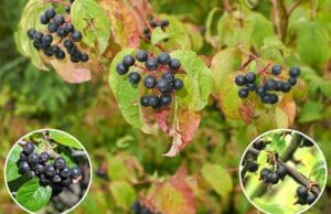 Bäume und Sträucher mit schwarzen Beeren